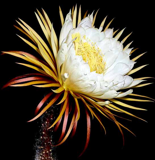 clarins precious (2)